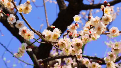 Bing wallpaper February 10, 2025. 春の訪れを告げる梅の花, 茨城県 水戸市 (© dekitateyo/shutterstock)