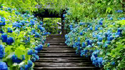 Bing wallpaper June 10, 2020. ｢明月院｣神奈川, 鎌倉 (© Aflo Relax/Masterfile)