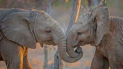 Bing wallpaper July 24, 2020. Elephants at Kapama Private Game Reserve in South Africa (© Simon Eeman/Getty Images)