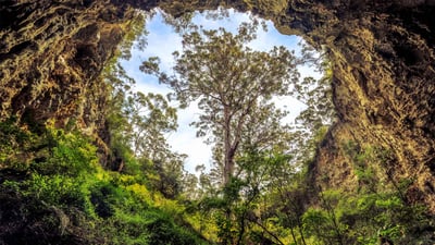 Bing wallpaper July 21, 2019. Giant karri tree at the entrance to a cave in the Margaret River area, Western Australia (© Posnov/Getty Images)