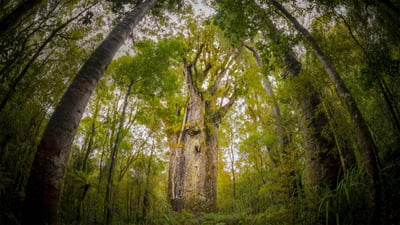 Bing wallpaper April 22, 2020. Te Matua Ngahere, a giant kauri tree growing in the Waipoua Forest, North Island, New Zealand (© Kim Westerskov/Getty Images)