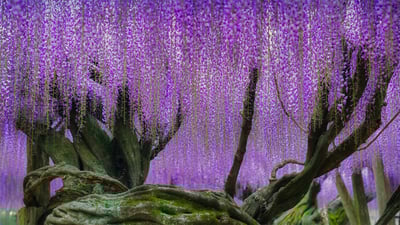 Bing wallpaper March 28, 2022. Wisteria blooms at Kawachi Fuji Garden in Kitakyushu, Japan (© Steve Tan C K Photography/Getty Images)