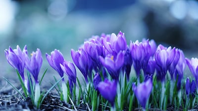 Bing wallpaper March 4, 2020. ｢クロッカス｣長野, 小諸市 (© Hayami Yanagisawa/EyeEm)