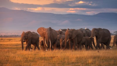 Bing wallpaper August 12, 2025. African elephant herd, Amboseli National Park, Kenya (© Chase Dekker/Minden Pictures)