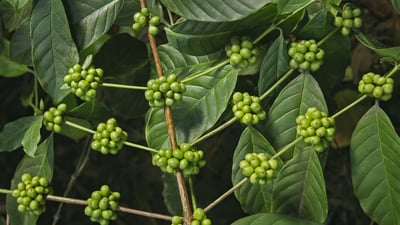 Bing wallpaper May 22, 2023. Coffee plantations, Kerala, India (© Hari Mahidhar/Shutterstock)