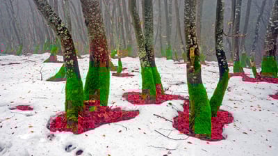 Bing wallpaper December 24, 2021. Trees on the northern slope of Mount Khomyak in the Carpathian Mountains, Ukraine (© panaramka/Getty Images)