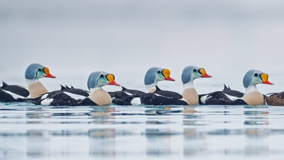 Bing wallpaper April 23, 2020. Male king eider ducks swimming in Troms og Finnmark, Norway (© Pal Hermansen/Minden Pictures)