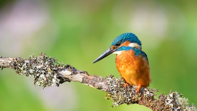 Bing wallpaper July 12, 2021. Kingfisher (Alcedo atthis) near Wychbold, Worcestershire (© David Pike/Minden Pictures)