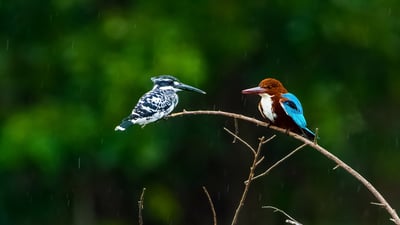 Bing wallpaper September 22, 2020. Two kingfishers at the Nagarahole National Park, Karnataka (© Pradeep BR/shutterstock)