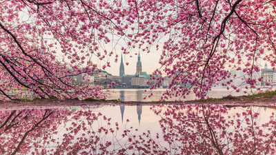 Bing wallpaper April 30, 2022. Blühende Kirschbäume an der Binnenalster, Hamburg (© Kerstin Bittner/Westend61/Offset)