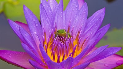 Bing wallpaper April 5, 2020. Green tree frog and water lily, Lake Kissimmee, Florida (© Joanne Williams/Danita Delimont)