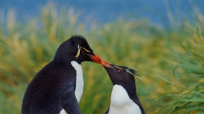 Bing wallpaper July 6, 2023. Southern rockhopper penguins, Falkland Islands (© Tony Beck/Getty Images)