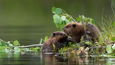 Bing wallpaper April 6, 2023. Baby Eurasian beavers, Finland (© Danny Green/Minden Pictures)