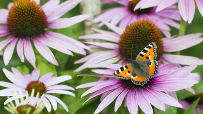 Bing wallpaper July 15, 2020. Small tortoiseshell butterfly feeding on flower nectar, Lower Saxony, Germany (© Duncan Usher/Minden Pictures)