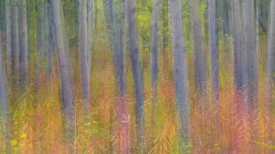 Bing wallpaper August 9, 2019. Aspen trees in Kluane National Park and Reserve, Yukon, Canada (© Don Paulson/Jaynes Gallery/Danita Delimont)