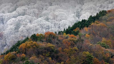 Bing wallpaper December 7, 2019. Early snowfall meets the last of the autumn colors, Japan (© SpontaneousPictures/iStock/Getty Images Plus)