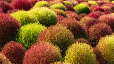 Bing wallpaper September 14, 2026. Field of kochia plants, China (© lingqi xie/Getty Images)