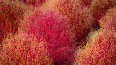 Bing wallpaper October 10, 2024. Kochia, Ibaraki prefecture, Japan (© DigiPub/Getty Images)