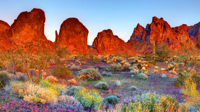 Bing wallpaper May 6, 2026. Refuge faunique national de Kofa, Arizona, États-Unis (© Denis Tangney Jr/Getty Images)