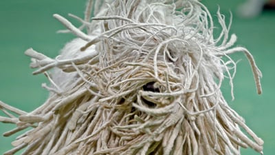 Bing wallpaper March 7, 2019. Close-up view of a Komondor (© Mike Segar/Reuters)