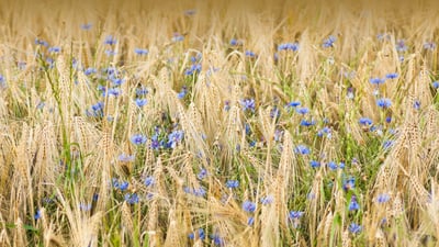 Bing wallpaper May 6, 2023. Barley and cornflowers, Nordhausen, Germany (© Mandy Tabatt/Getty Images)