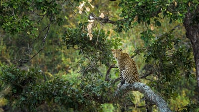 Bing wallpaper March 3, 2024. Leopard in a tree, Kruger National Park, South Africa (© Tonino De Marco/Minden Pictures)