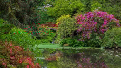 Bing wallpaper May 1, 2020. Rhododendrons and azaleas blooming around the Moon Bridge, Kubota Garden, Seattle, Washington (© Mary Liz Austin/Alamy)