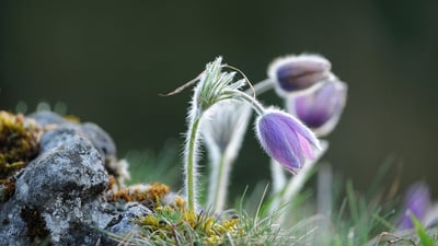 Bing wallpaper March 16, 2022. Pasque flower, Upper Palatinate, Bavaria, Germany (© Design Pics/Alamy)