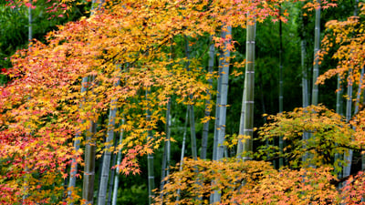 Bing wallpaper November 1, 2025. Colourful maple leaves and bamboo forest in Arashiyama, Kyoto, Japan (© DoctorEgg/Getty Images)