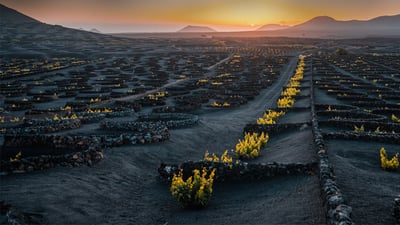 Bing wallpaper July 14, 2024. Volcanic vineyard in the La Geria wine region of Lanzarote, Canary Islands, Spain (© Pol Albarrán/Getty Images)