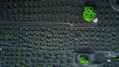 Bing wallpaper August 18, 2020. Aerial view of La Geria vineyards, Lanzarote, Canary Islands, Spain (© Orbon Alija/Getty Images)
