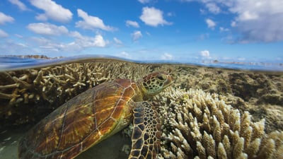 Bing wallpaper December 29, 2020. Green turtle swimming over a coral reef, Lady Elliot Island, Queensland (© seanscott/Getty Images)