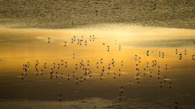 Bing wallpaper August 26, 2026. Lesser flamingo flock, Lake Magadi, Kenya (© Denis-Huot/Nature Picture Library)