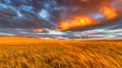 Bing wallpaper August 1, 2021. Barley field in East Lothian, Scotland (© Scott Masterton/plainpicture)
