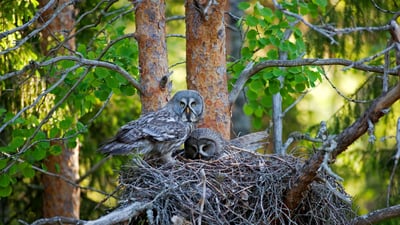 Bing wallpaper August 4, 2025. Great grey owls in their nest, Finland (© imageBROKER.com/Alamy Stock Photo)