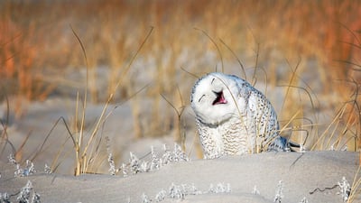 Bing wallpaper May 3, 2020. Snowy owl at Jones Beach, Long Island, New York (© Vicki Jauron/Getty Images)