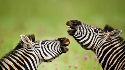 Bing wallpaper May 2, 2021. Burchell's zebra stallions, Rietvlei Nature Reserve, South Africa (© Richard Du Toit/Minden Pictures)