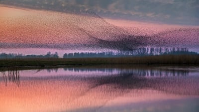Bing wallpaper October 20, 2020. ｢ムクドリの群れ｣オランダ, ラウエルス湖自然公園 (© Frans Lemmens/Alamy)