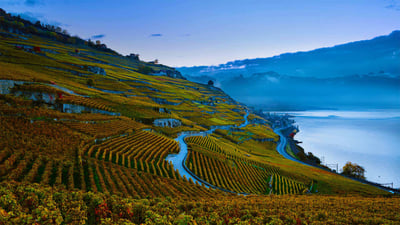 Bing wallpaper September 29, 2020. Steeply terraced vineyards of the Lavaux region on the shores of Lake Geneva, Switzerland (© Yves Marcoux/plainpicture)