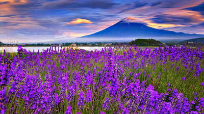 Bing wallpaper June 22, 2024. 湖畔に咲き誇るラベンダーと富士山, 河口湖 (© DoctorEgg/Getty Images)