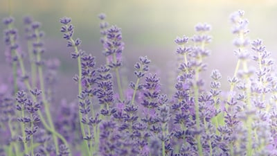 Bing wallpaper June 20, 2021. Lavender fields, Oxfordshire, England (© Peter Greenway/EyeEm/Getty Images)