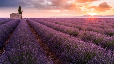 Bing wallpaper August 7, 2023. Champ de lavande sur le plateau de Valensole au lever du jour, Alpes-de-Haute-Provence (© Francesco Riccardo Iacomino/Getty Images)