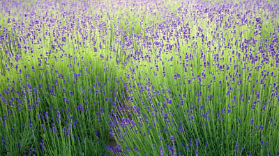 Bing wallpaper June 24, 2026. ラベンダー畑, 北海道 中富良野町 (© Weiheng Pan/Getty Images Plus)