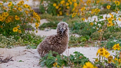 Bing wallpaper April 22, 2019. Laysan albatross chick on Midway Atoll, Hawaiian Leeward Islands (© Jaymi Heimbuch/Minden Pictures)