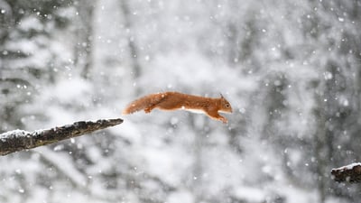 Bing wallpaper February 29, 2024. Eurasian red squirrel (© Westend61/Getty Images)