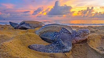 Bing wallpaper July 14, 2019. Leatherback sea turtles in Trinidad and Tobago (© Shane P. White/Minden Pictures)