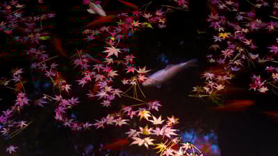 Bing wallpaper October 17, 2019. Autumn leaves and goldfish in Tokyo, Japan (© qrsk/Moment/Getty Images)