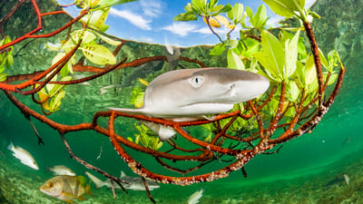 Bing wallpaper July 10, 2026. Lemon shark pup in mangrove forest, Eleuthera, Bahamas (© Shane Gross/Nature Picture Library)
