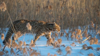 Bing wallpaper February 8, 2026. Chat-léopard de l’Amour, Russie (© Valeriy Maleev/naturepl.com)