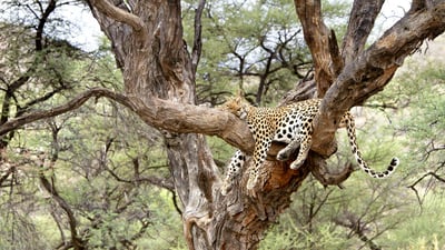 Bing wallpaper March 11, 2019. Leopard snoozing in a tree in Namibia for National Napping Day (© M. Watsonantheo/SuperStock)